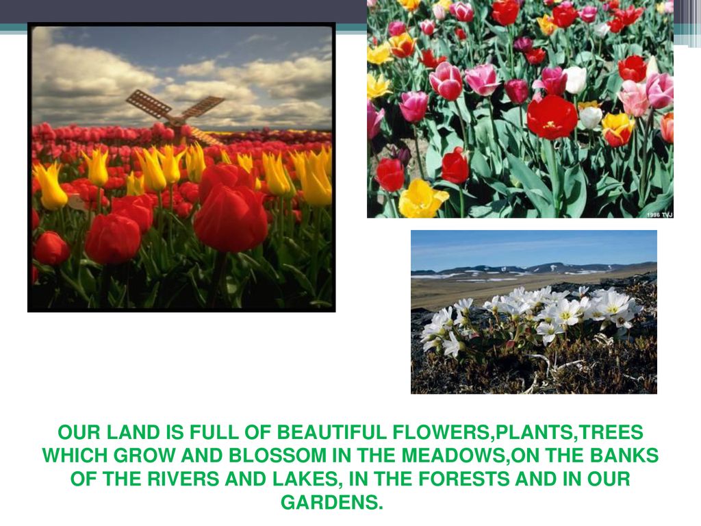 OUR LAND IS FULL OF BEAUTIFUL FLOWERS,PLANTS,TREES WHICH GROW AND BLOSSOM IN THE MEADOWS,ON THE BANKS OF THE RIVERS AND LAKES, IN THE FORESTS AND IN OUR GARDENS.