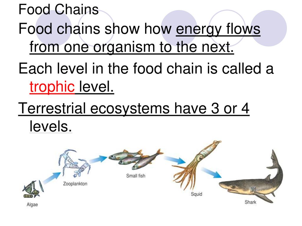 Ecology Scientific study of interactions between organisms and their ... Biology Diagrams