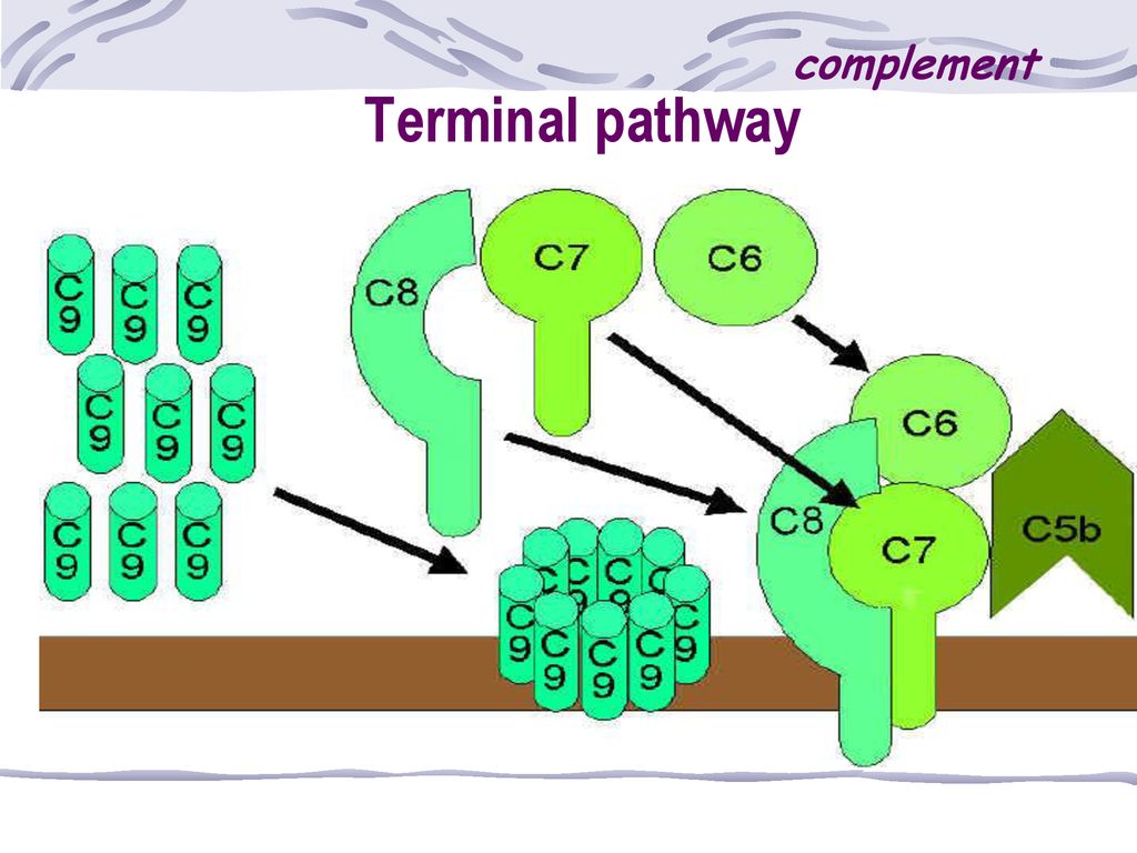 Complement system Xiaojian Wang IMMUNOLOGY - ppt download