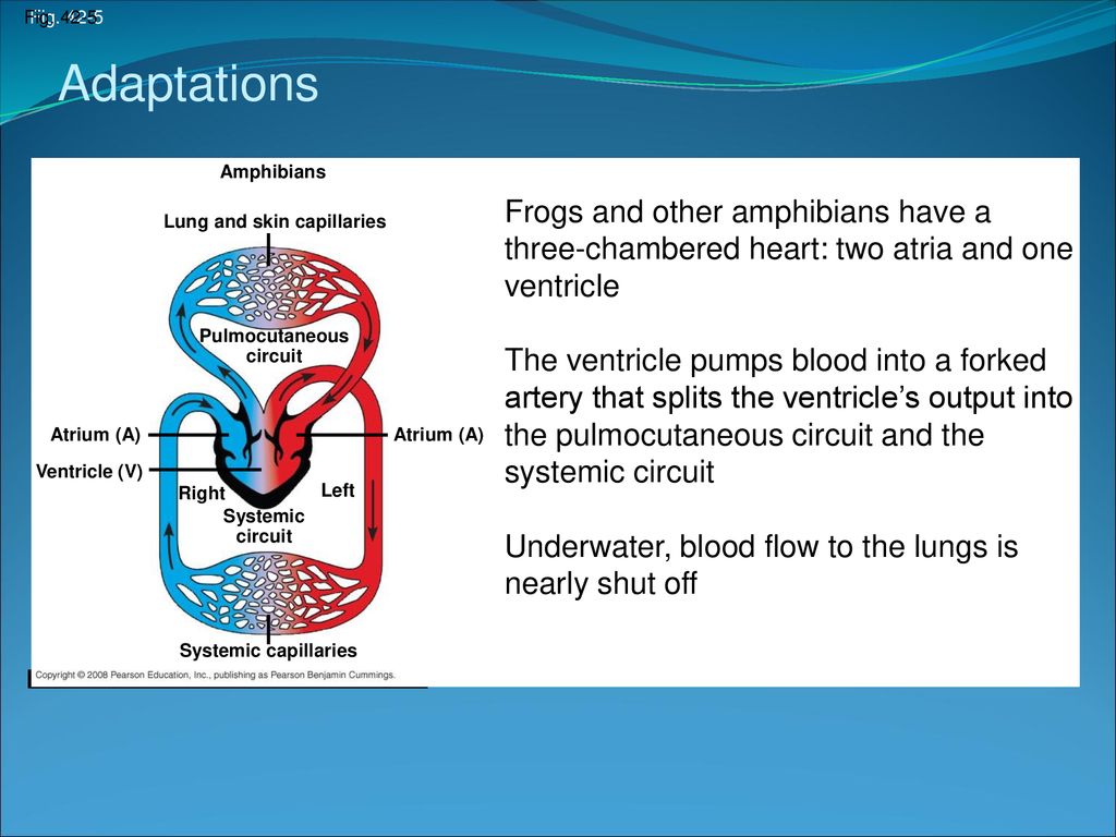 Circulation and Gas Exchange - ppt download