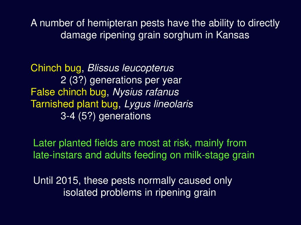 A number of hemipteran pests have the ability to directly
