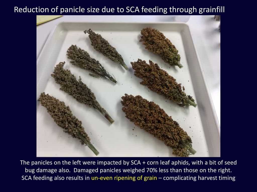 Reduction of panicle size due to SCA feeding through grainfill