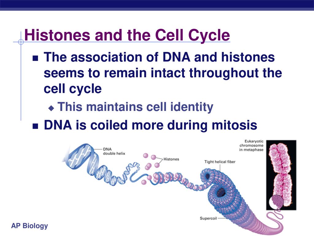 Eukaryotic Gene Expression Biology Diagrams