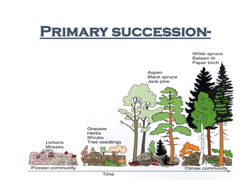 Succession in Ecosystems - ppt download