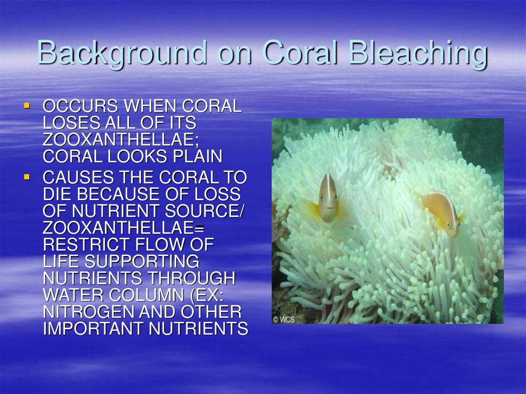 Coral Reef Bleaching Experiment Biology Diagrams