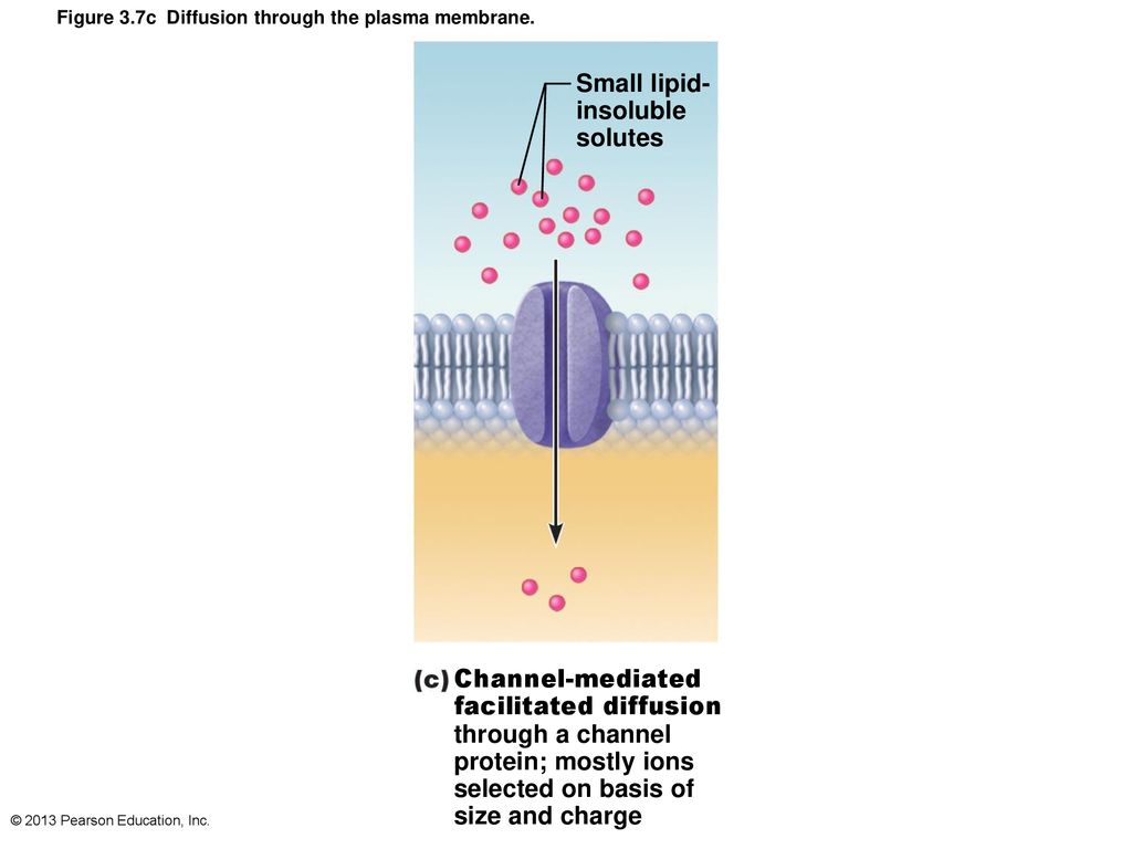 3 Cells: The Living Units: Part A. - ppt download