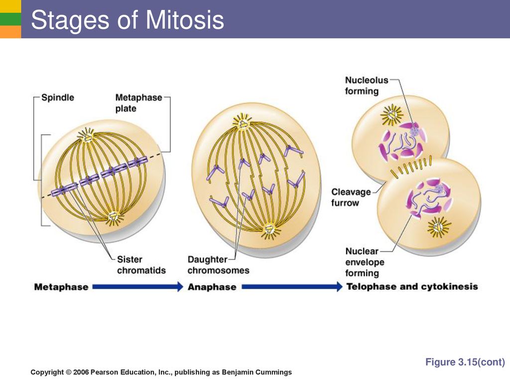 Stages of Mitosis Figure 3.15(cont)