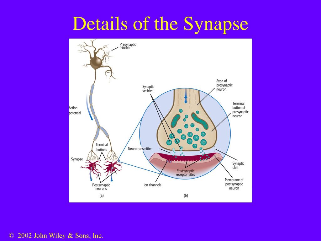 Details of the Synapse © 2002 John Wiley & Sons, Inc.