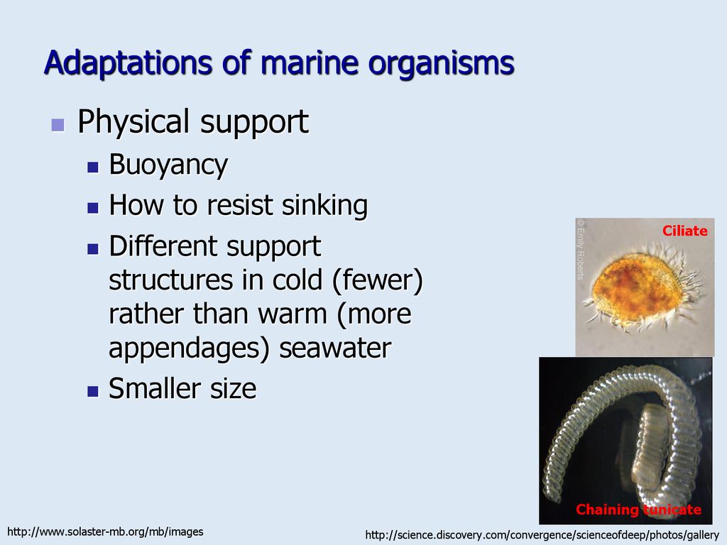 Oceanic organisms live in a hypertonic environments