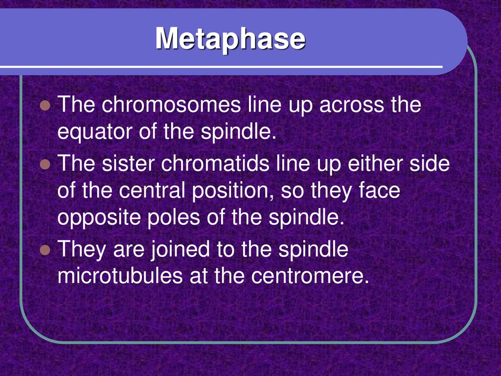 Cell Division. Biology Diagrams