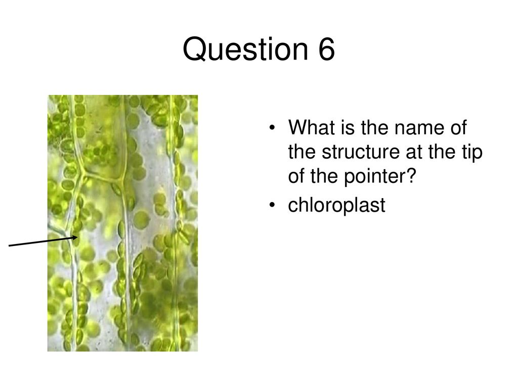 Question 6 What is the name of the structure at the tip of the pointer chloroplast