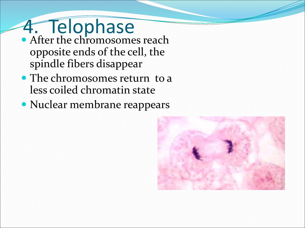 4. Telophase After the chromosomes reach opposite ends of the cell, the spindle fibers disappear.