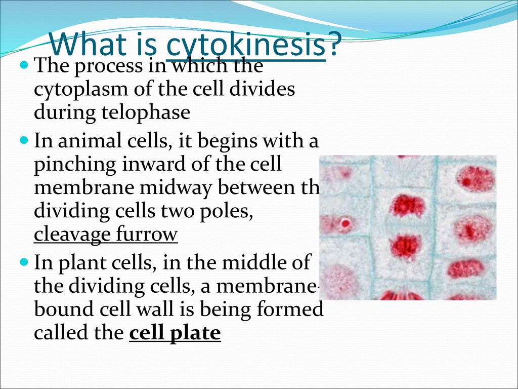 Mitosis and Cytokinesis Notes Biology Diagrams