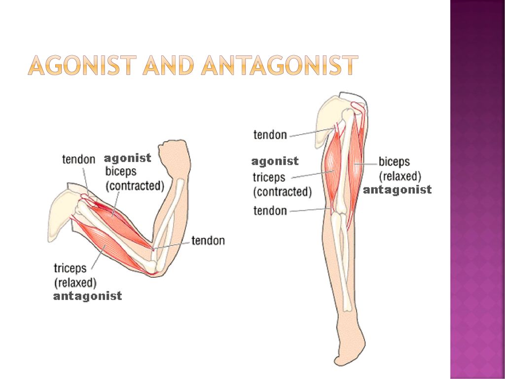 AGONIST AND ANTAGONIST