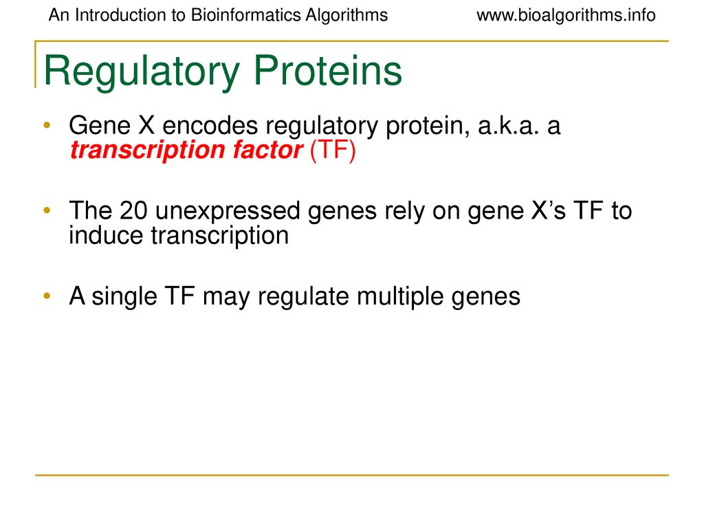Regulatory Proteins Gene X encodes regulatory protein, a.k.a. a transcription factor (TF)