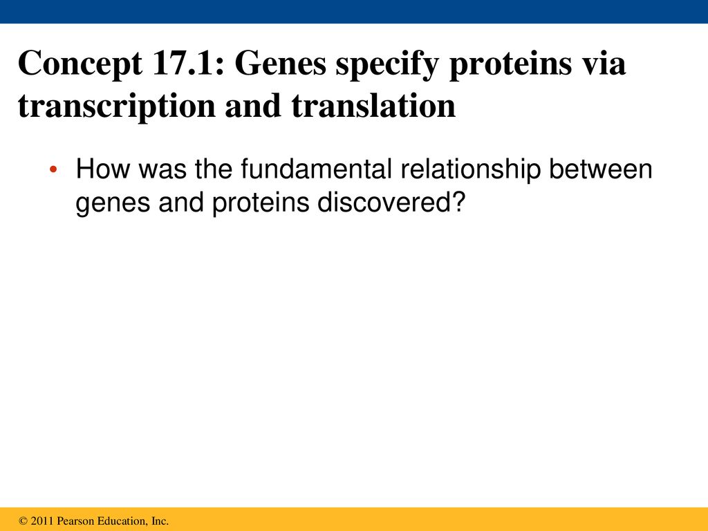 Chapter 17 From Gene To Protein. - Ppt Download