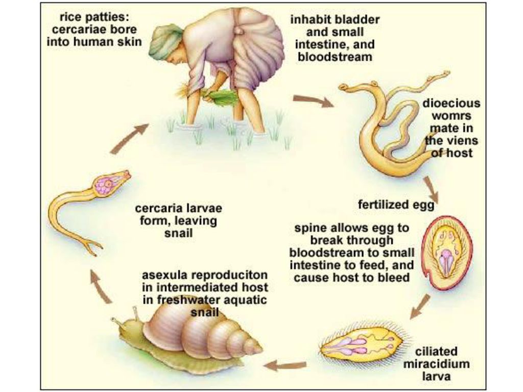 Жизненный цикл шистосомы. Schistosoma haematobium цикл развития. Жизненный цикл шистосомы haematobium. Шистосома кровяная жизненный цикл. Schistosoma haematobium жизненный цикл.