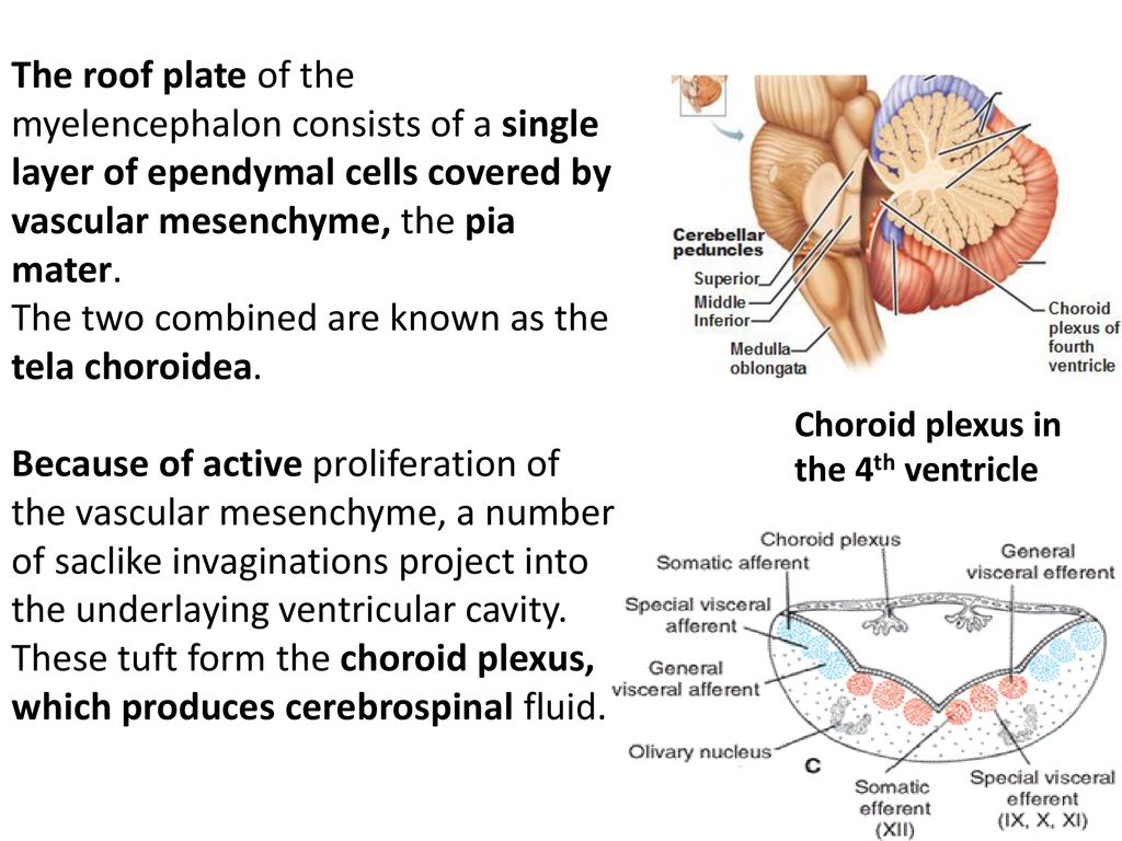 Embryology Of The Central Nervous System 2 Ppt Download