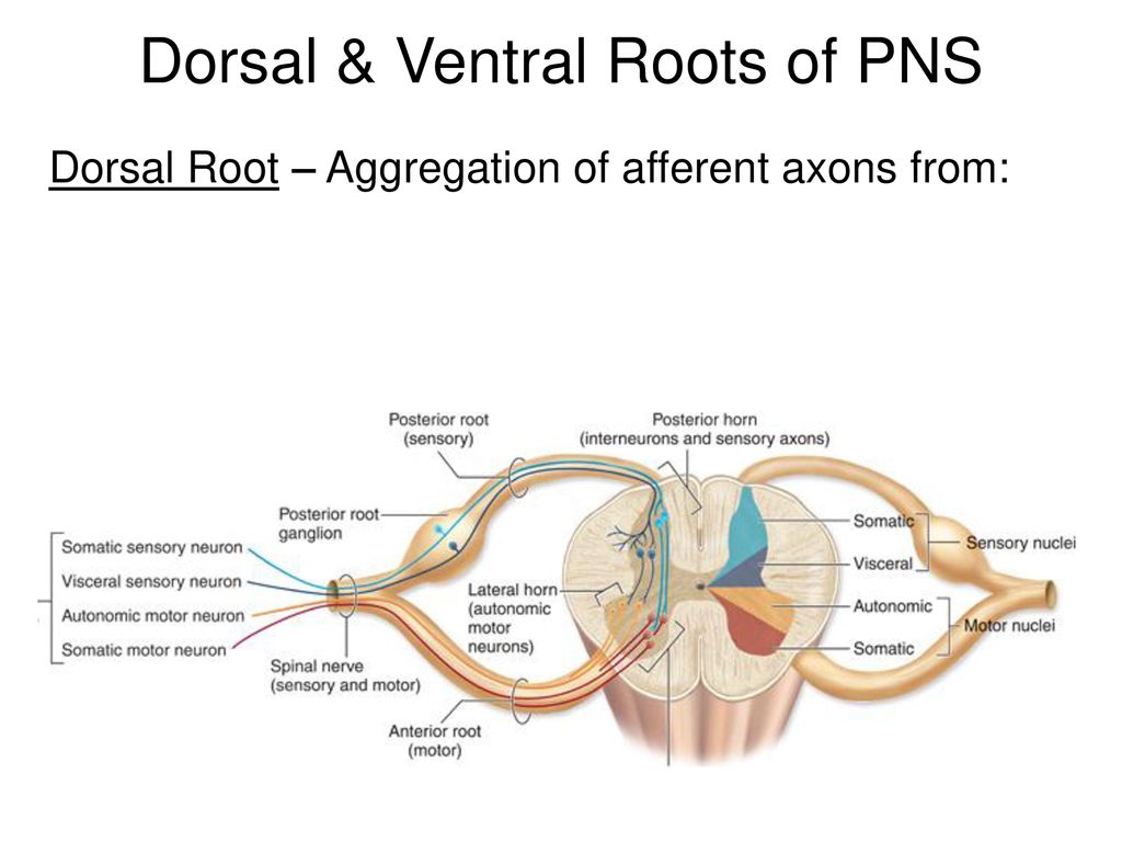 Dorsal & Ventral Roots of PNS