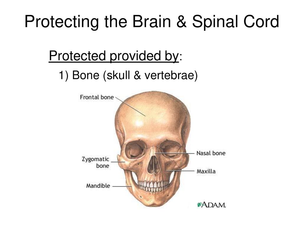 Protecting the Brain & Spinal Cord