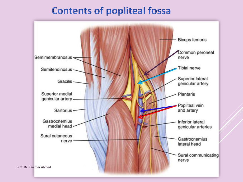 Popliteal Fossa By Prof Dr Kawther Ahmed Prof Dr Kawther Ahmed Ppt Download Popliteal Fossa By Prof Dr Kawther Ahmed Prof Dr Kawther Ahmed Ppt Download
