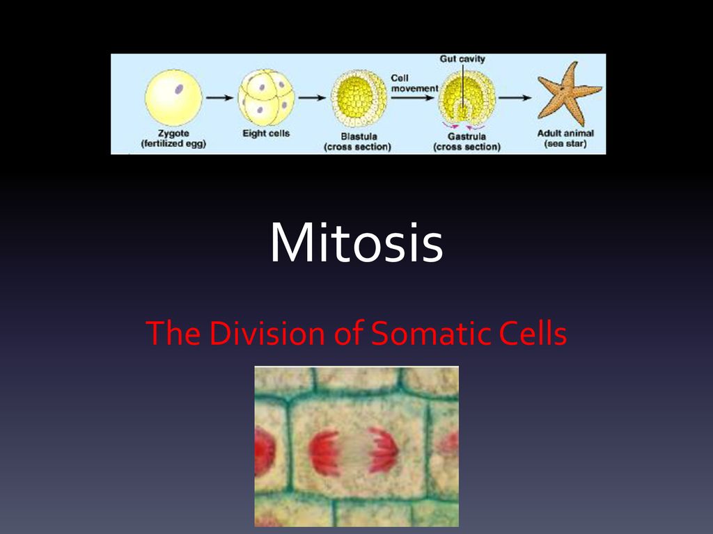 The Division of Somatic Cells Biology Diagrams