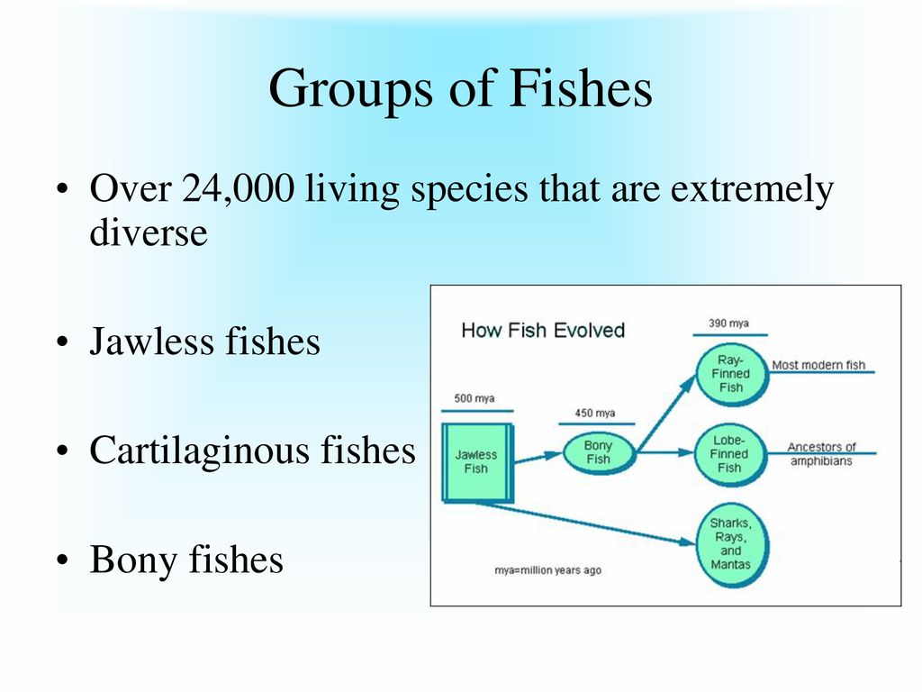 Nonvertebrate Chordates, Fishes, and Amphibians - ppt download
