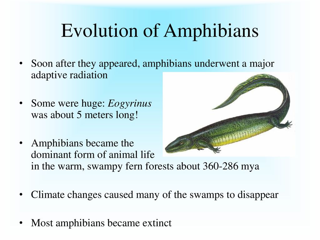 Nonvertebrate Chordates, Fishes, and Amphibians - ppt download