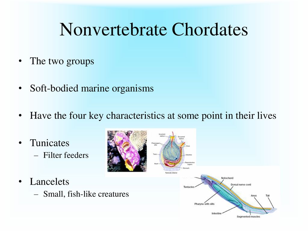 Nonvertebrate Chordates, Fishes, and Amphibians - ppt download