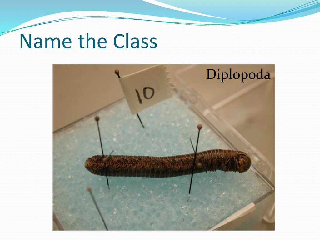 Name the Class Diplopoda