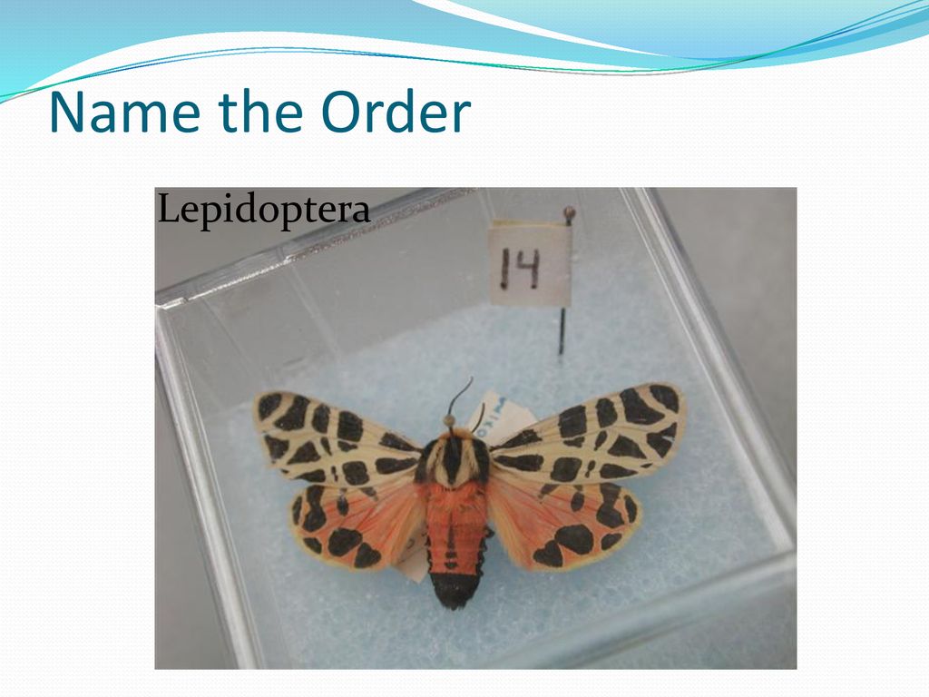 Name the Order Lepidoptera