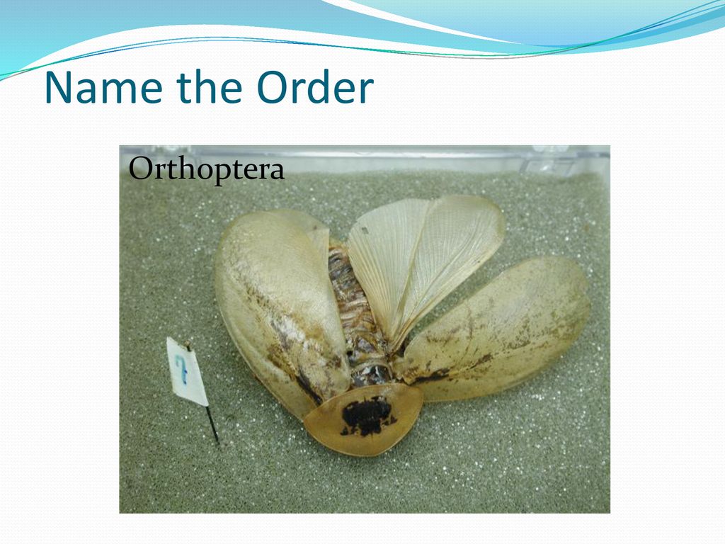 Name the Order Orthoptera