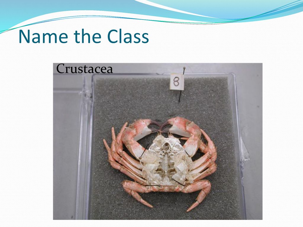 Name the Class Crustacea