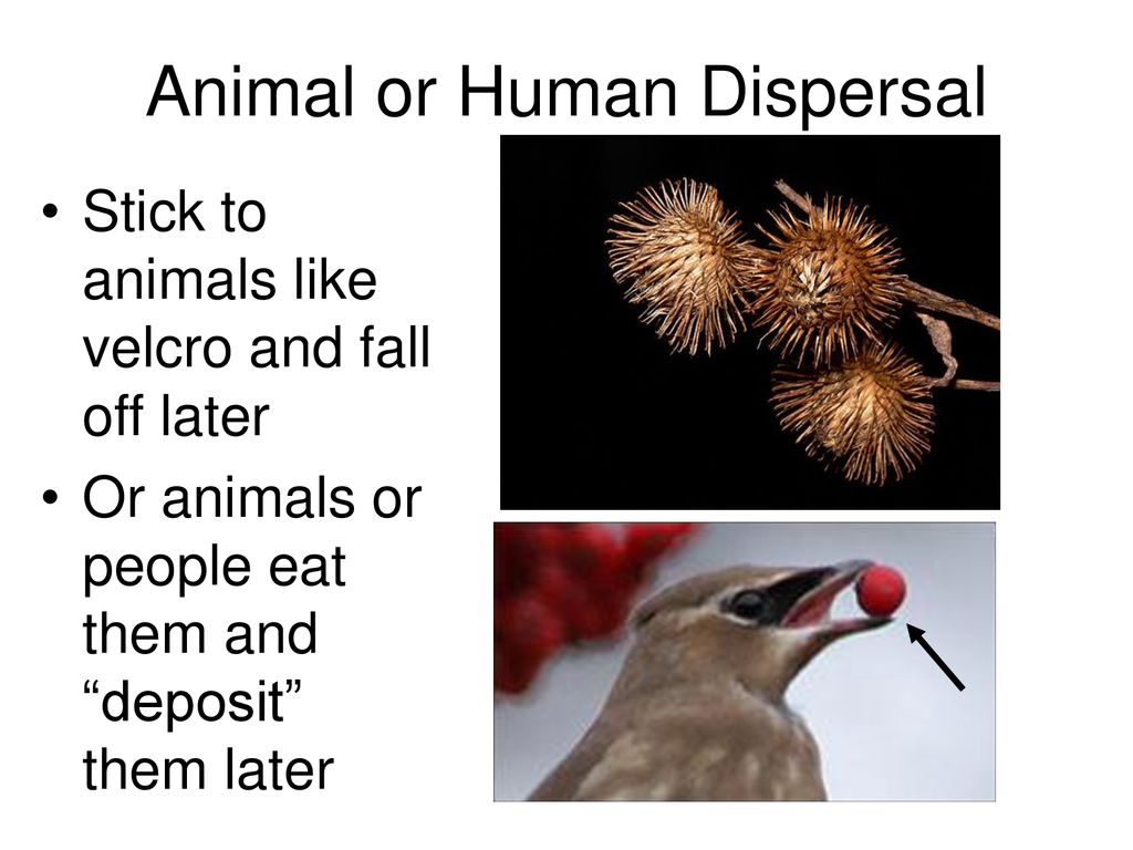 Animal or Human Dispersal