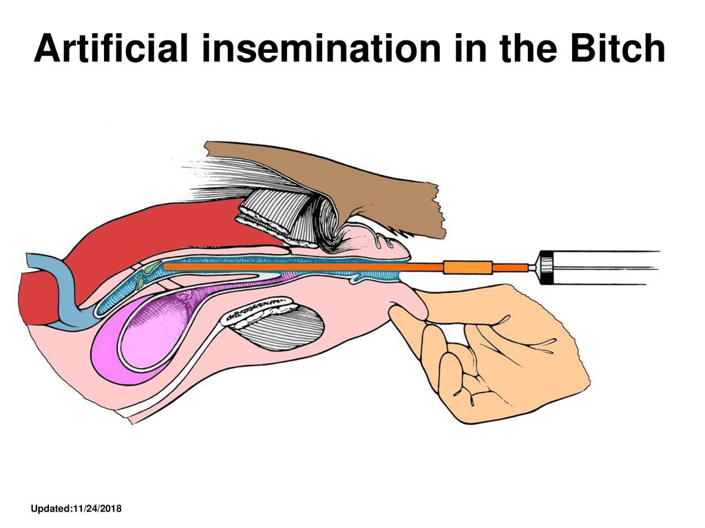 Artificial insemination in the Bitch.