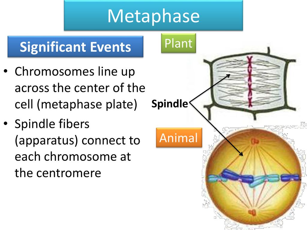 Today you will need: Colored pencils Your cell cycle foldable Biology Diagrams