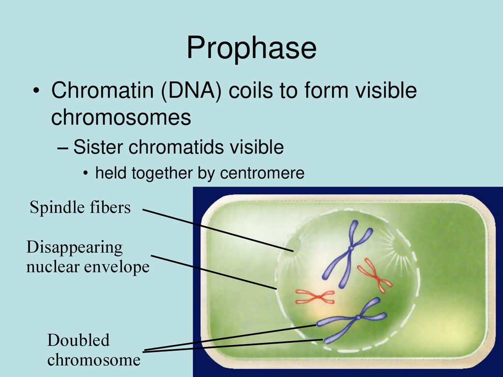 Mitosis Cytokinesis Lecture ppt download Biology Diagrams