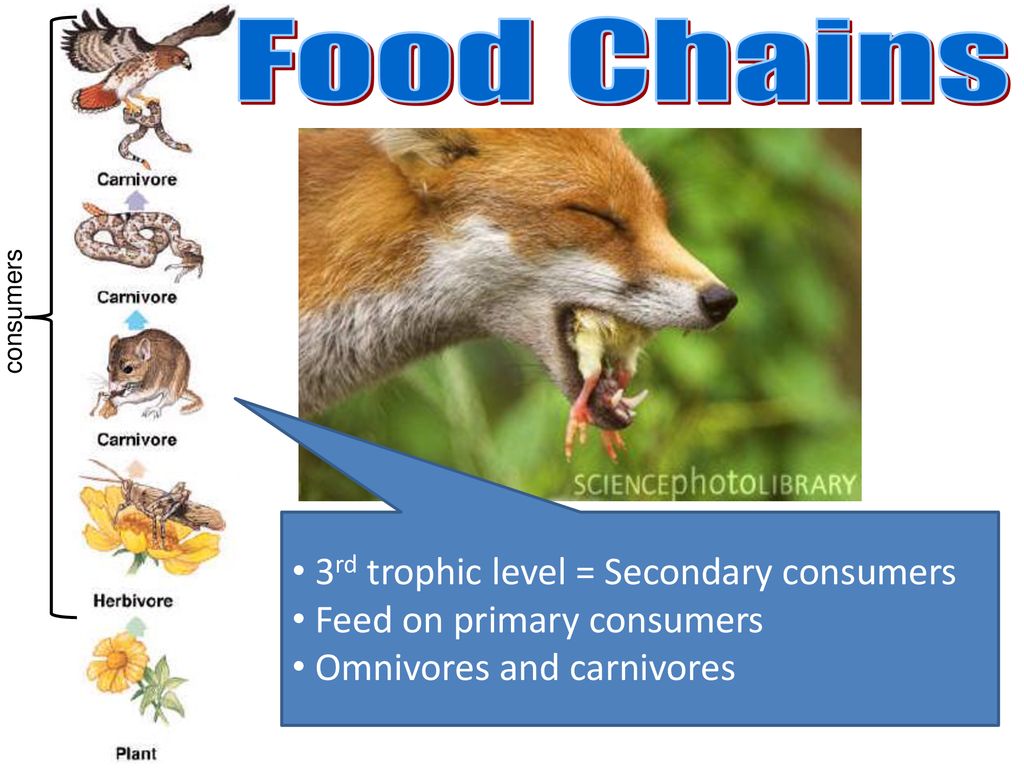 Energy and Ecology. Biology Diagrams