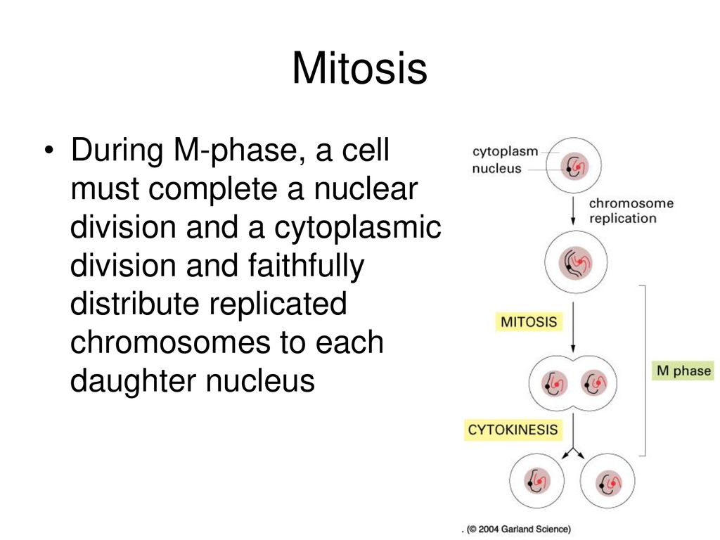 Mitosis Mitosis is part of the eukaryotic cell cycle, which consists of ... Biology Diagrams
