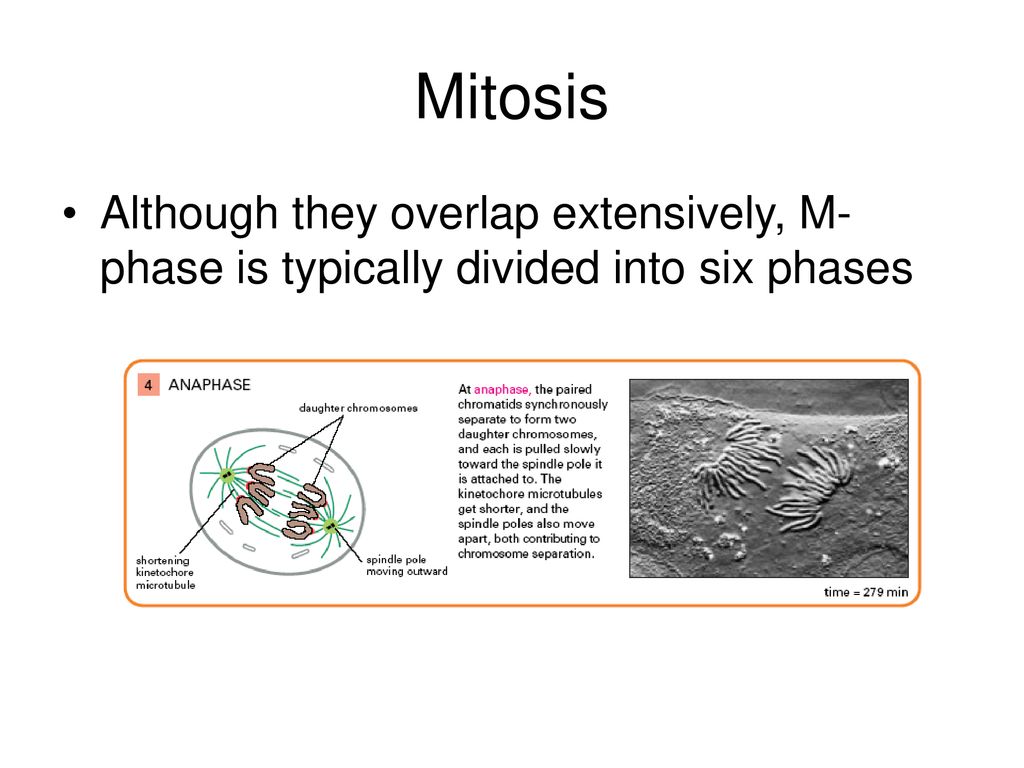 Mitosis Mitosis is part of the eukaryotic cell cycle, which consists of ... Biology Diagrams