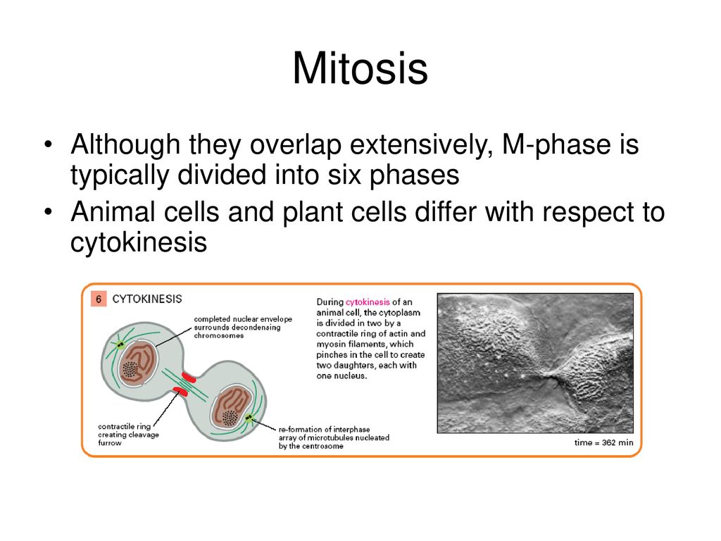 Mitosis Mitosis is part of the eukaryotic cell cycle, which consists of ... Biology Diagrams
