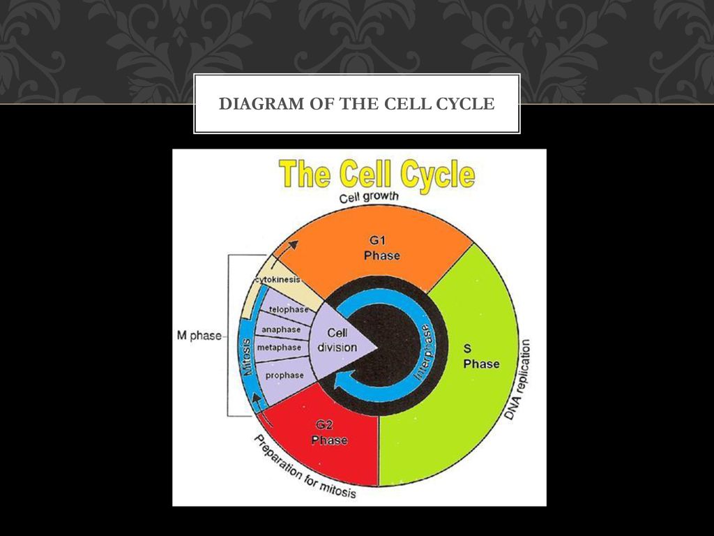 The Cell cycle. Biology Diagrams