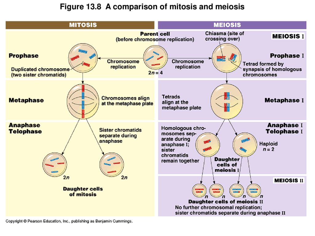 Figure 13.8 A comparison of mitosis and meiosis.