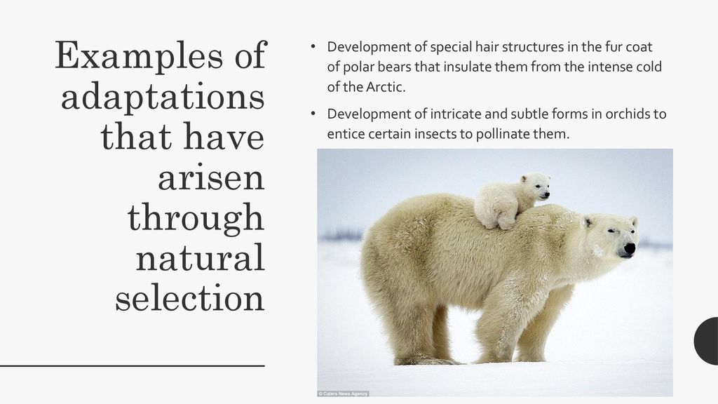 Natural Selection Subtopic ppt download