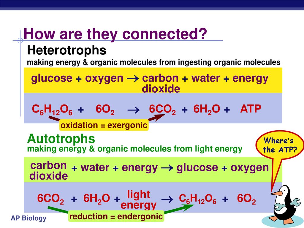 ELECTROAIR презентация. Autotrophs and heterotrophs. Глюкоза кислород вода энергия
