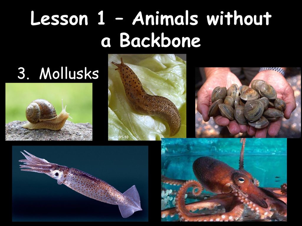 Lesson 1 – Animals without a Backbone - ppt download