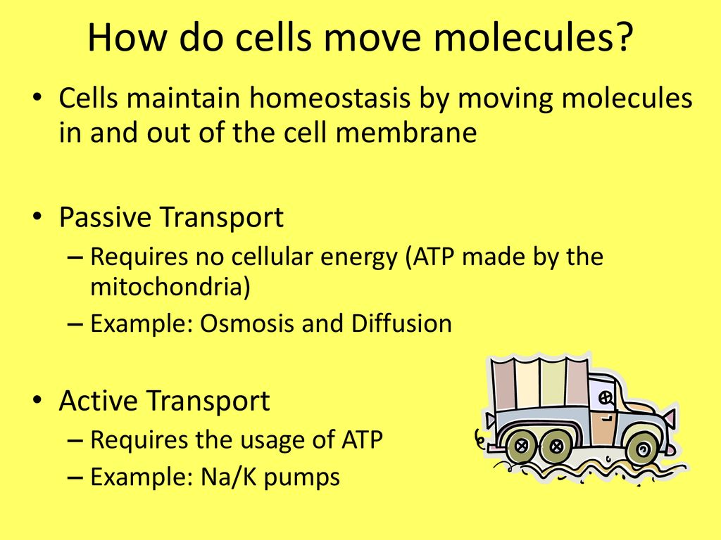 Homeostasis. - ppt download