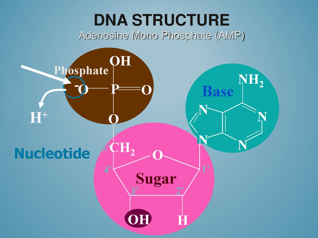 DNA The molecule of Life. - ppt download