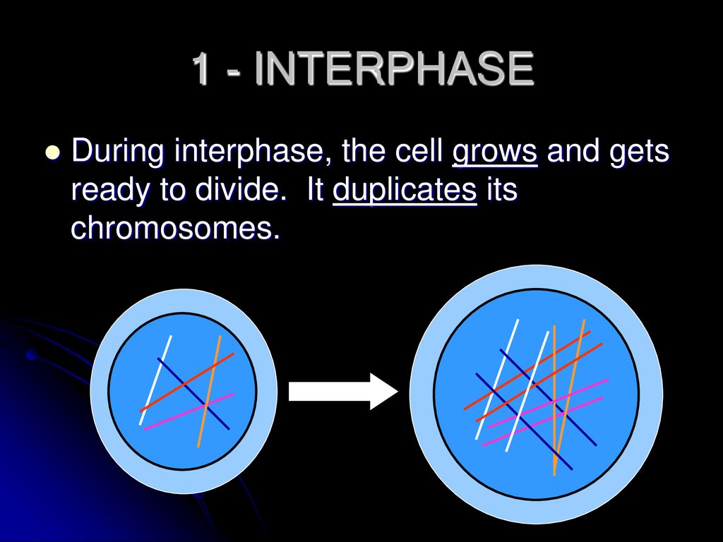 MITOSIS Cell Division. Biology Diagrams