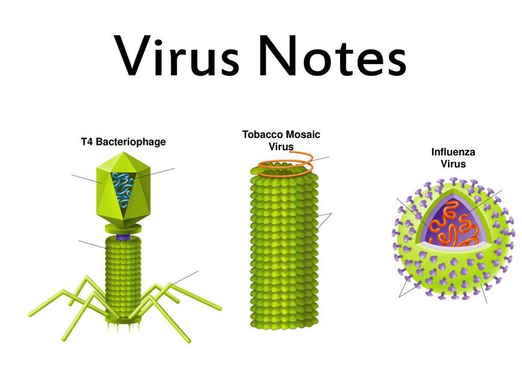 Virus j total madness. Бактериофаг ms2. Вирус. Вирус t4. TMV вирус.